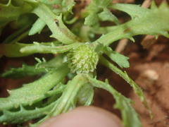 Centipeda crateriformis