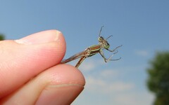 Lestes barbarus