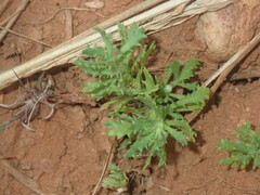 Centipeda crateriformis