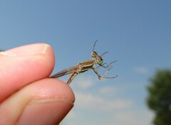 Lestes barbarus