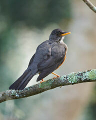 Turdus olivaceus pondoensis