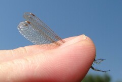 Lestes barbarus