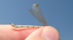Lestes barbarus