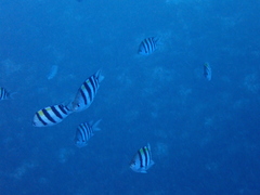 Abudefduf vaigiensis