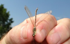 Lestes barbarus
