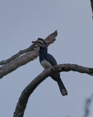 Bycanistes bucinator