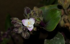 Tradescantia cerinthoides