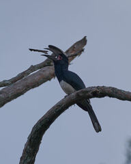 Bycanistes bucinator