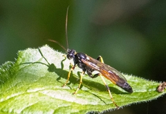 Ichneumonina