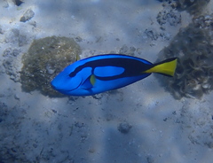 Paracanthurus hepatus