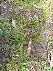 Arthropodium strictum