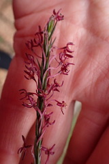 Struthiola ciliata