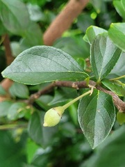 Styrax formosanus