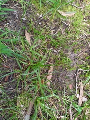 Arthropodium strictum