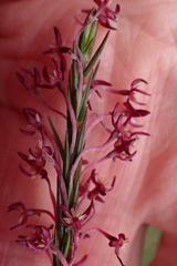 Struthiola ciliata