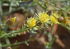 Centaurea laureotica