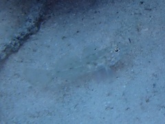 Fusigobius neophytus