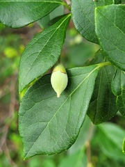Styrax formosanus