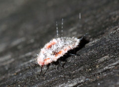 Monophlebidae