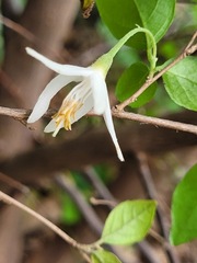 Styrax formosanus