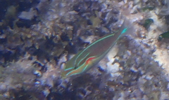 Stethojulis bandanensis