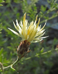 Centaurea laureotica