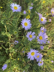 Aster biennis