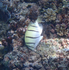 Acanthurus triostegus