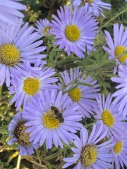 Eristalis arbustorum