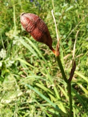 Iris sibirica