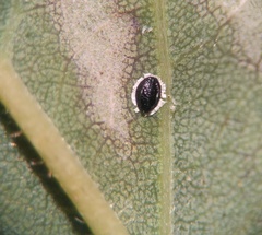 Tetraleurodes perileuca