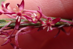 Struthiola ciliata