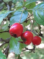 Crataegus laevigata