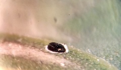 Tetraleurodes perileuca