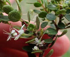 Agathosma ovata
