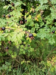 Rosa spinosissima