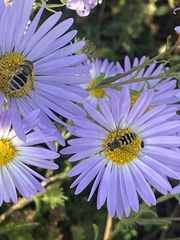 Syrphus