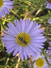 Syrphus