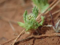 Centipeda crateriformis