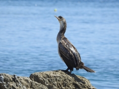 Gulosus aristotelis desmarestii