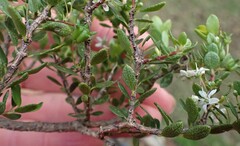 Agathosma ovata