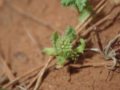 Centipeda crateriformis