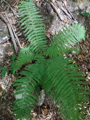 Polystichum setiferum
