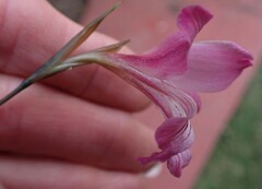 Gladiolus hirsutus