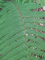 Polystichum setiferum