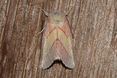 Hyparpax aurora