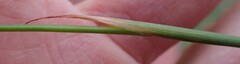 Moraea tripetala