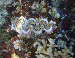 Tridacna noae