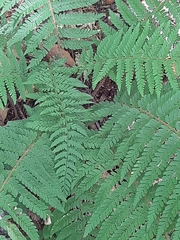 Polystichum setiferum