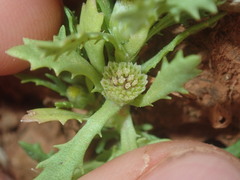 Centipeda crateriformis